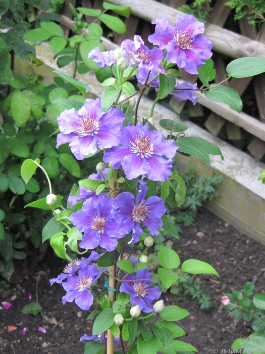 'Ashva' clematis photo
