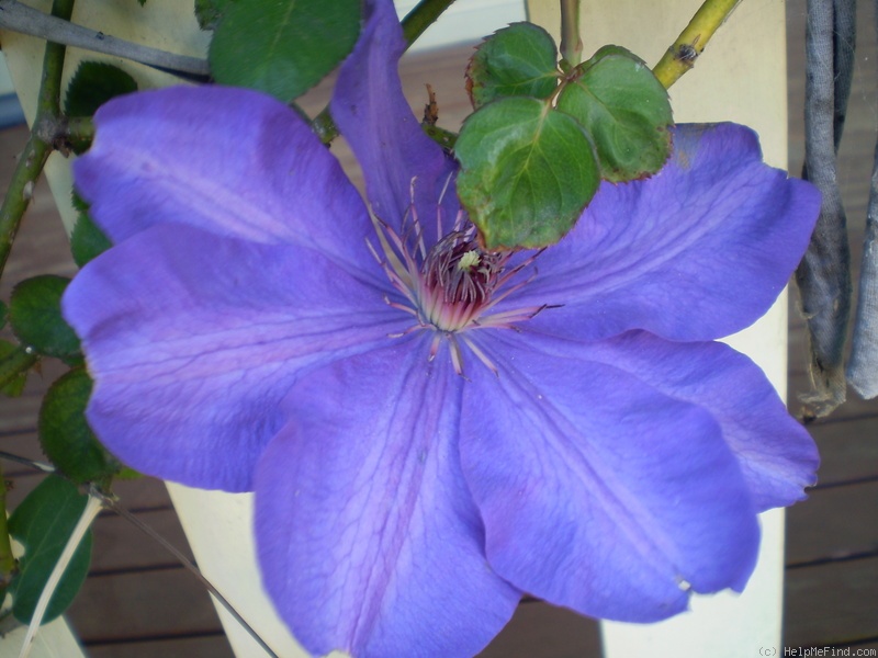 'The President' clematis photo