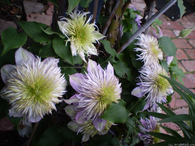 'Crystal Fountain' clematis photo