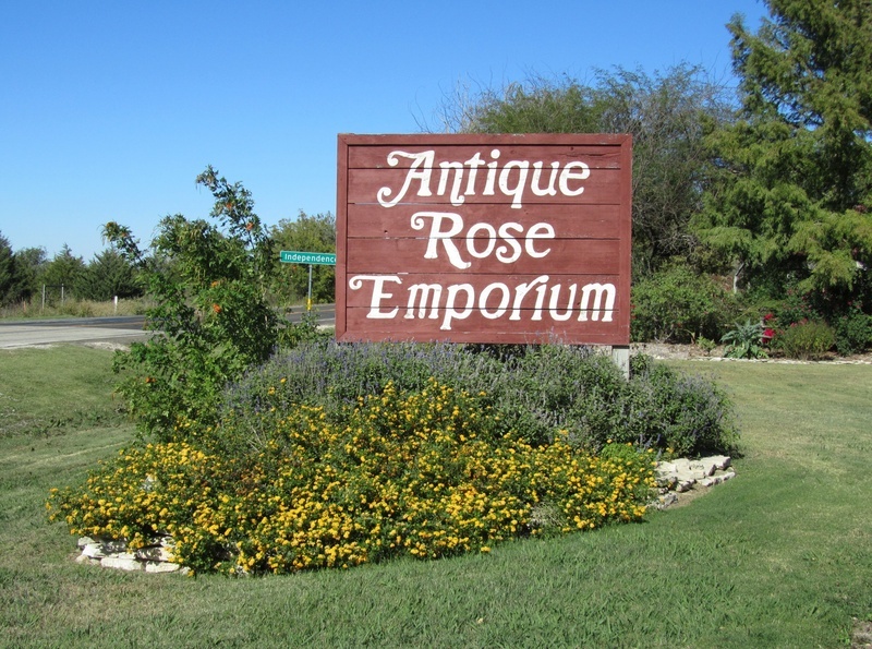 'Antique Rose Emporium (Brenham, Texas)'  photo