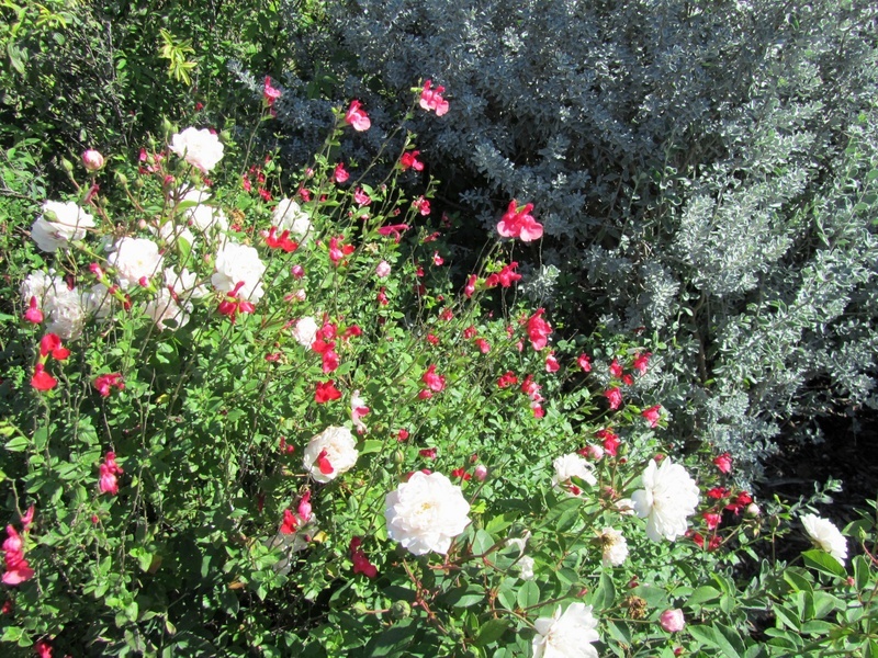 'Antique Rose Emporium (Brenham, Texas)'  photo