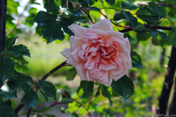 'Désiré Bergera' rose photo