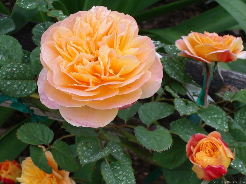 'The Impressionist ™ (shrub, Clements 2000)' rose, click to enlarge 'The Impressionist ™ (shrub, Clements 2000)' rose photo