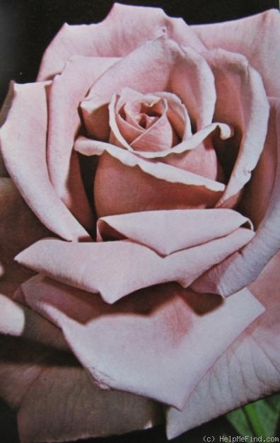 'Blue Girl (hybrid tea, Kordes, 1964)' rose photo