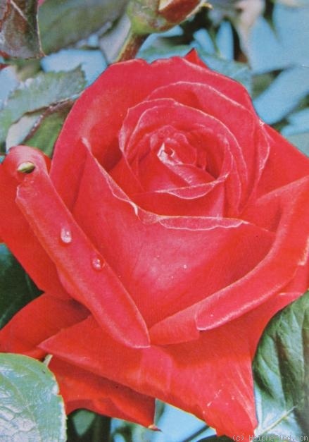 'Coeur d'Amour' rose photo