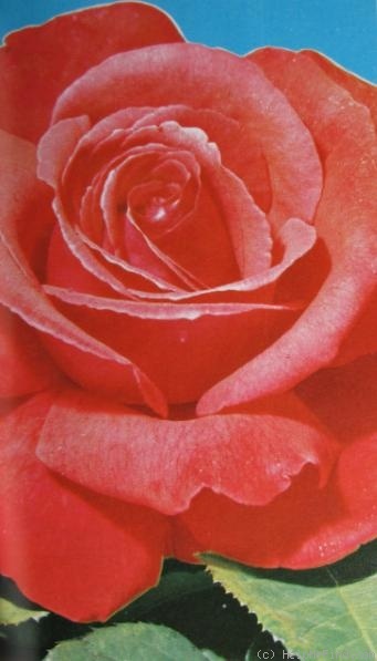 'Maryse Kriloff ®' rose photo