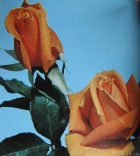 'Valencia (hybrid tea, Kordes, 1966)' rose photo