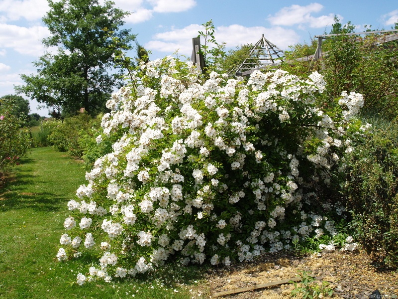 '<i>Rosa longicuspis</i> var. <i>sinowilsonii</i> T.T.Yu & T.C.Ku' rose photo