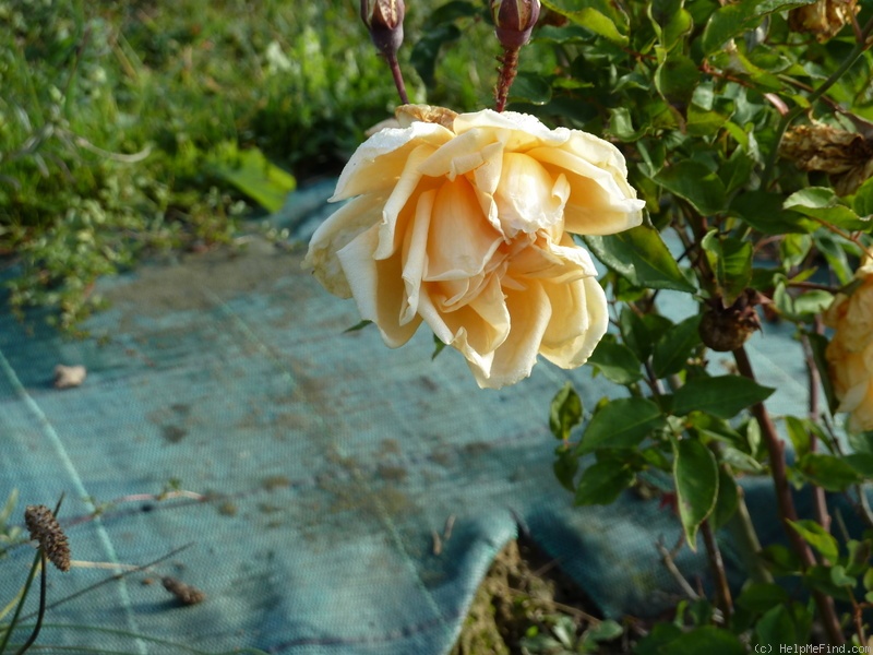 'Perle des Jaunes' rose photo