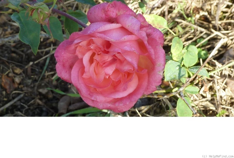 'Comte Bobrinsky' rose photo