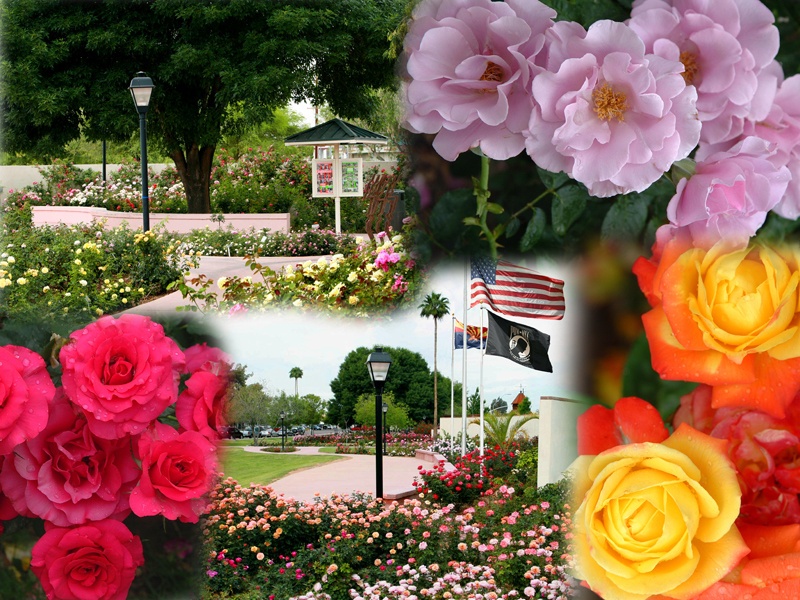 'Rose Garden at Mesa Community College'  photo
