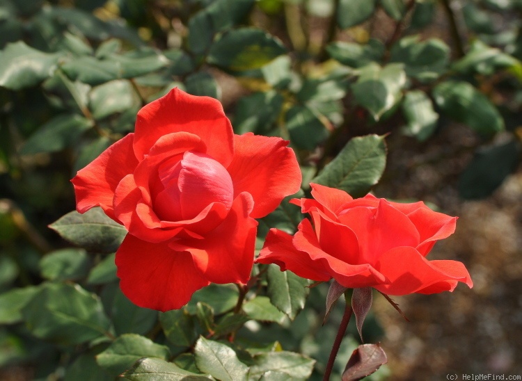 'Strawberry Crush (floribunda, Dickson 1974)' rose photo