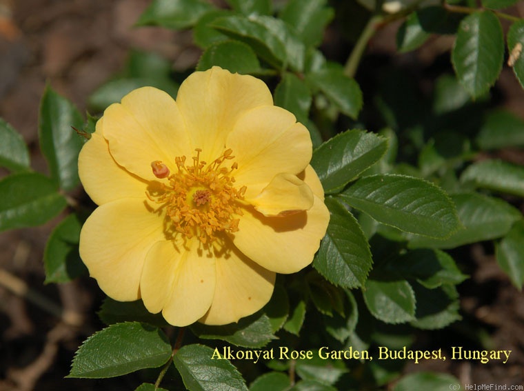 'Happy Days (shrub, Harkness, 2010)' rose photo