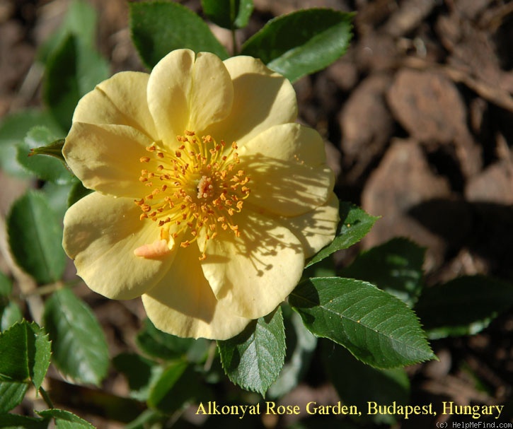 'Happy Days (shrub, Harkness, 2010)' rose photo