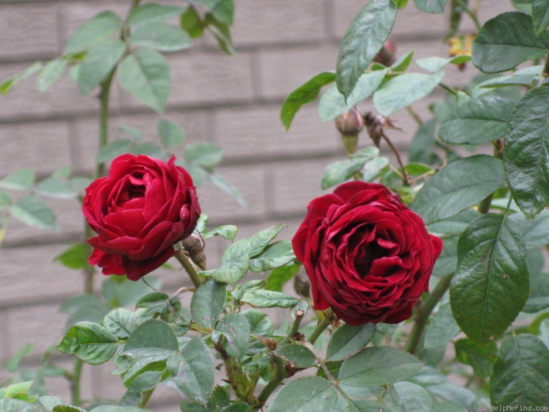 'The Grayson Rose' rose photo