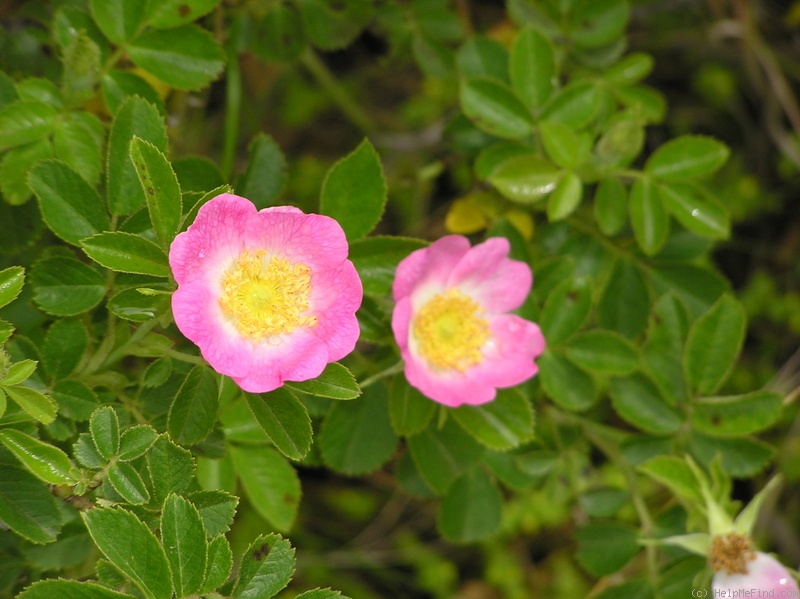 'Dog Rose' rose photo