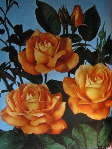 'Bengali ® (floribunda, Kordes, 1966)' rose photo