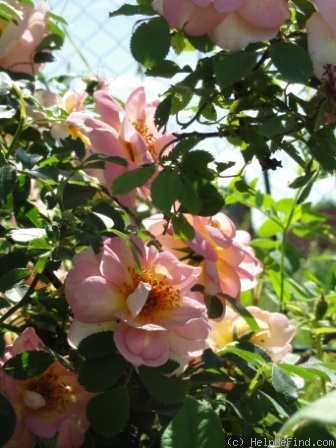'Frühlingsduft (Hybrid Spinossima, Kordes, 1949)' rose photo