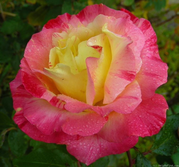 'Camille Pissarro ™' rose photo