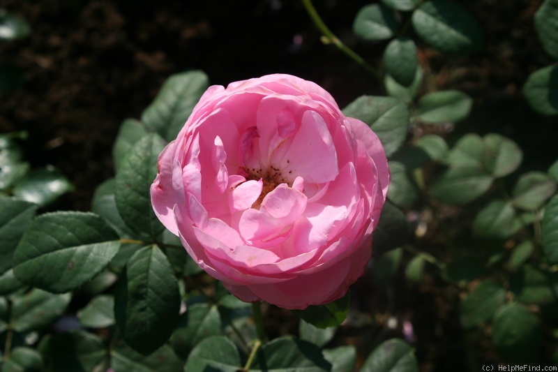 'Skylark (shrub, Austin, 2007)' rose photo