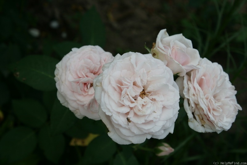 'Miss Dior' rose photo