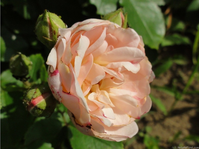 'Bordure Nacrée ®' rose photo
