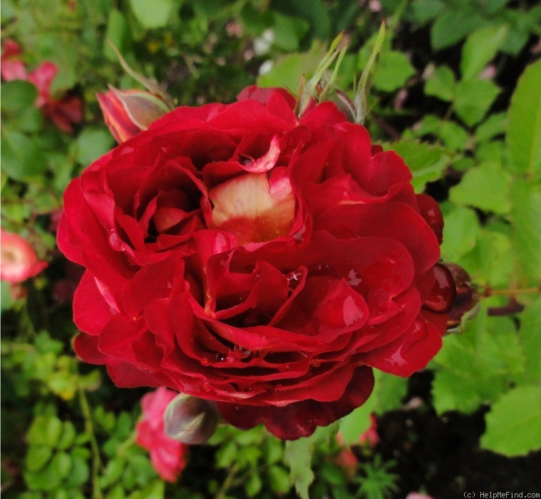 'Docteurs Massad ®' rose, click to enlarge 'Docteurs Massad ®' rose photo