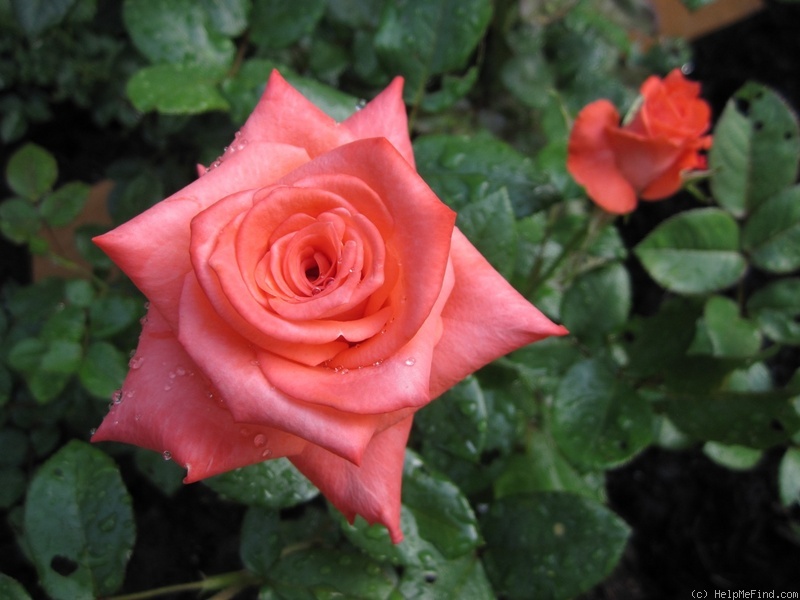 'Vera Johns ® (grandiflora, Kordes, 1977)' rose photo