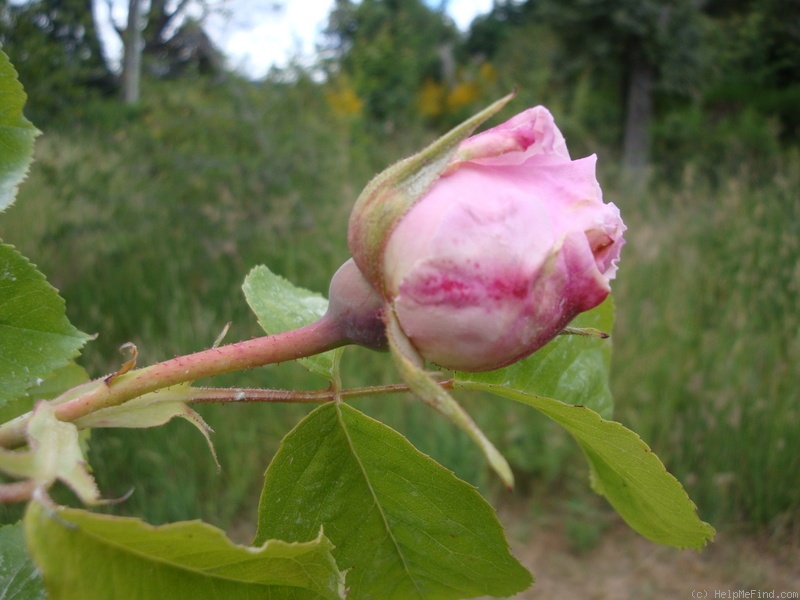 'Colcestria' rose photo