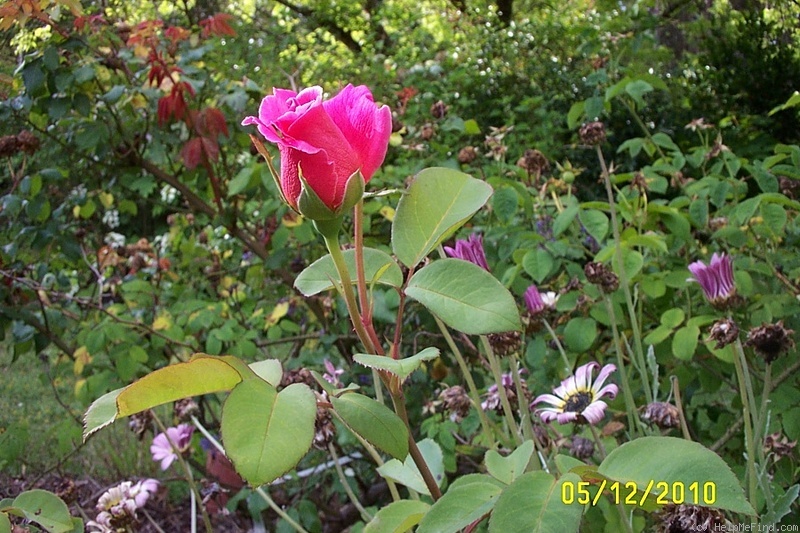 'Hector Deane' rose photo