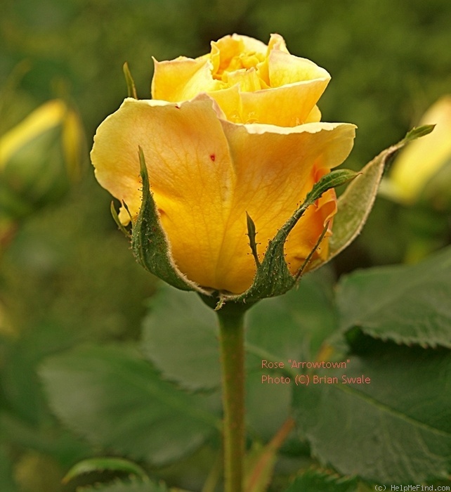 'Arrowtown' rose photo