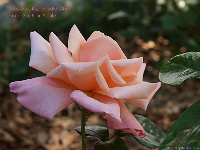 'Truly Amazing' rose photo