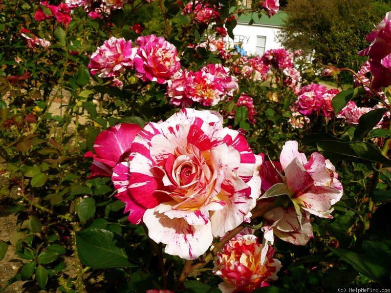 'Maurice Utrillo ™' rose photo