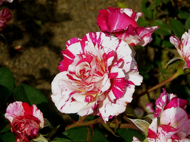 'Maurice Utrillo ™' rose photo