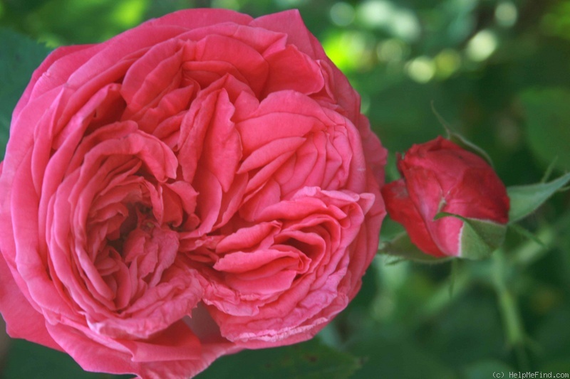 'Aurelia Liffa (rambler, Geschwind, 1885)' rose photo