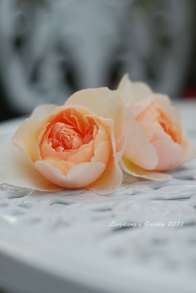 'The Shepherdess' rose photo