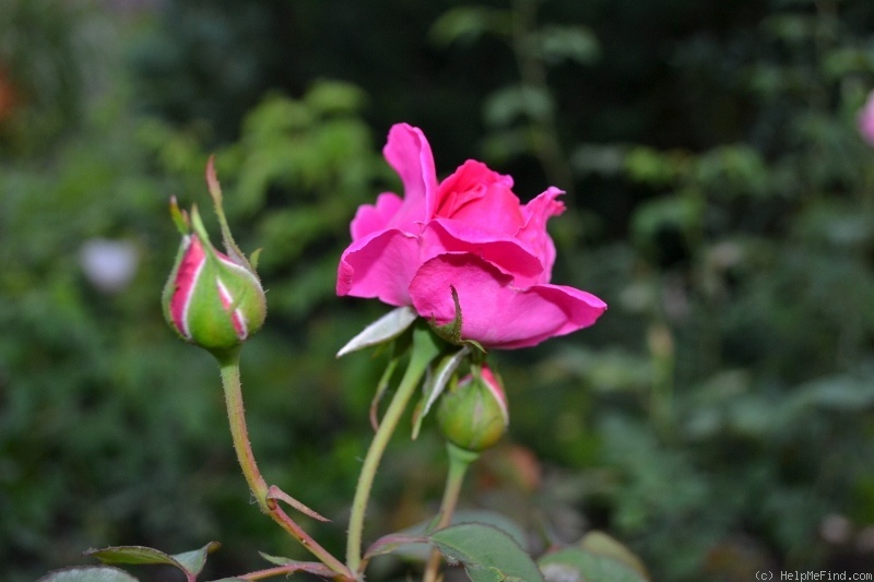 'J.S. Baar' rose photo