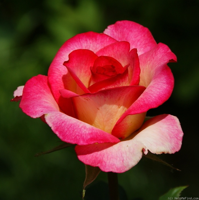 'Leo Ferré ®' rose photo