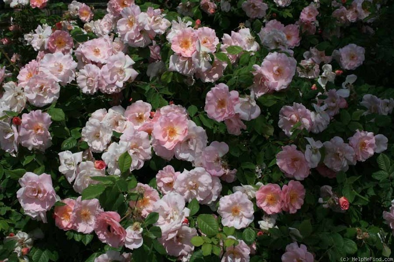 'Fritz Nobis' rose photo