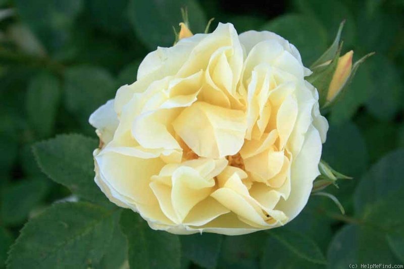 'Yellow Dagmar Hastrup' rose photo