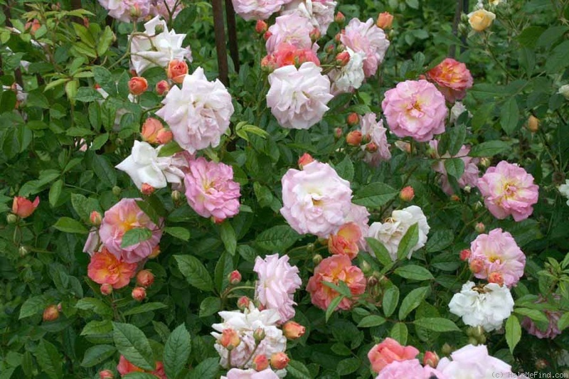 'Ghislaine Feuerwerk' rose photo
