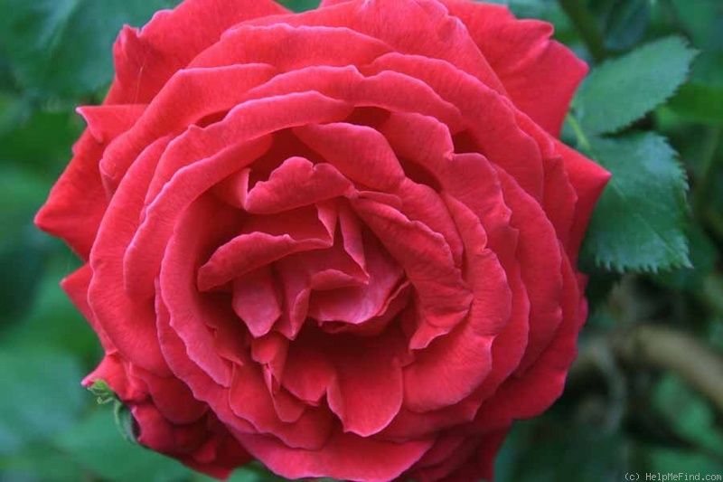 'Gruss an Teplitz' rose photo