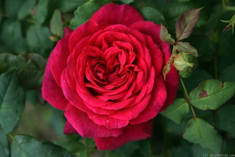'Johann Wolfgang von Goethe Rose ®' rose photo