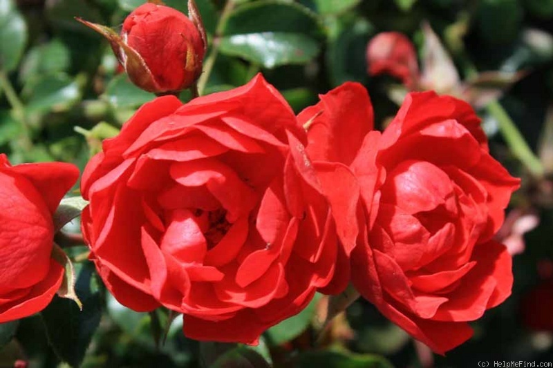 'Limesglut' rose photo