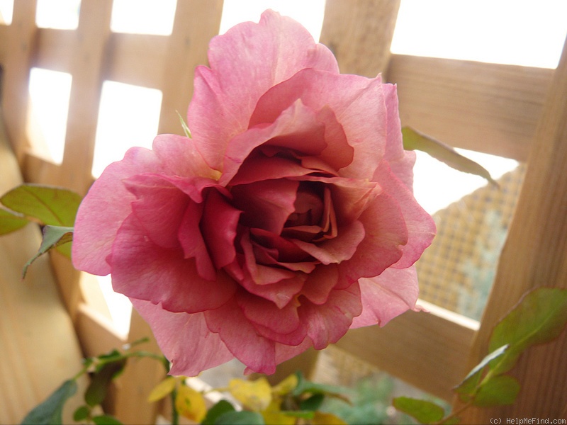 'Lavender Pinocchio (Floribunda, Boerner, 1948)' rose, click to enlarge 'Lavender Pinocchio (Floribunda, Boerner, 1948)' rose photo
