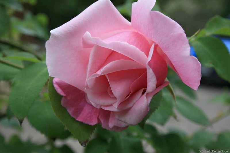 'Madame Grégoire Staechelin' rose photo