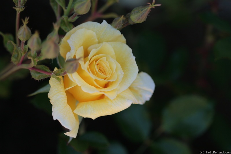'White Licorice™ (Floribunda, Bedard, 2009)' rose photo