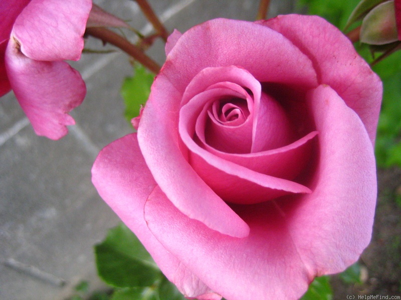 'Barbra Streisand ®' rose photo
