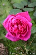 'Marquise Litta' rose, click to enlarge 'Marquise Litta' rose photo