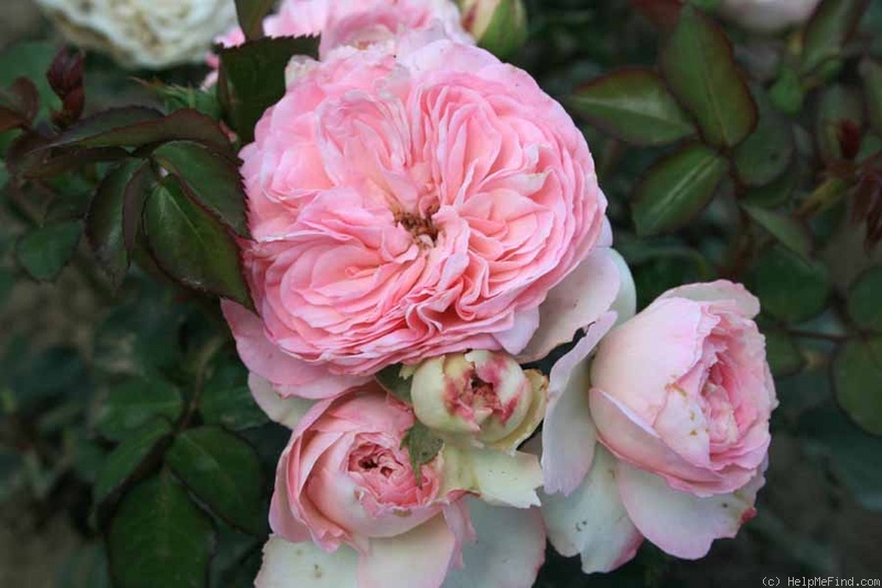 'Mariatheresia ®' rose photo